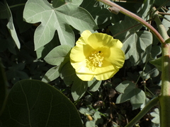 Gossypium tomentosum