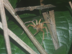 Heteropoda javana