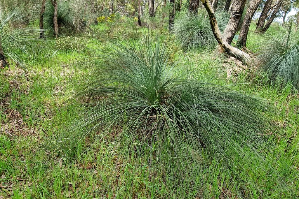 Austral Grass-tree from Ballarat VIC, Australia on October 30, 2022 at ...