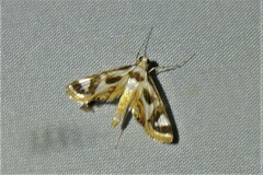 Strepsinoma croesusalis
