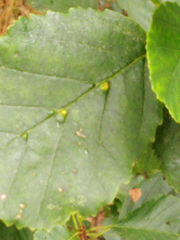 Aceria nalepai