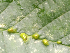 Aceria nalepai