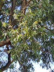 Acacia harpophylla