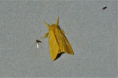 Euproctis lutea