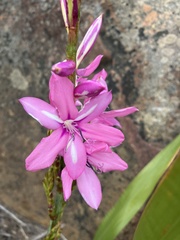 Watsonia borbonica
