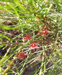 Allocasuarina humilis