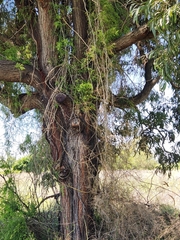 Acacia harpophylla