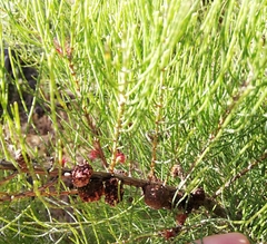 Allocasuarina humilis