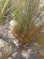 Protea scorzonerifolia