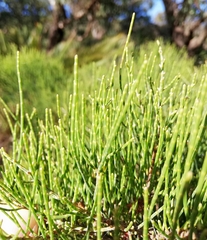 Allocasuarina humilis