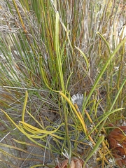 Protea scorzonerifolia