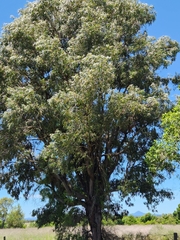 Acacia harpophylla