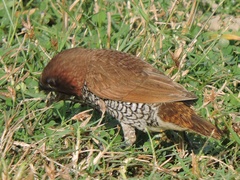 Lonchura punctulata