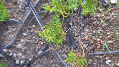 Lastarriaea chilensis