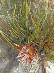 Protea scorzonerifolia
