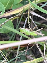 Conocephalus maculatus