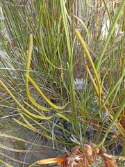 Protea scorzonerifolia