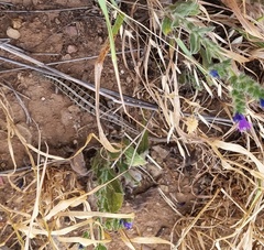 Trachylepis capensis