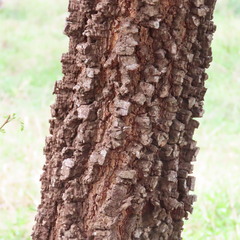 Albizia harveyi