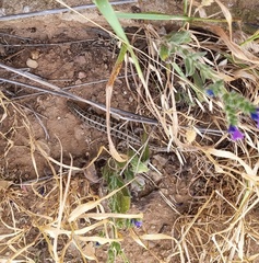 Trachylepis capensis