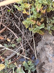 Trachylepis capensis