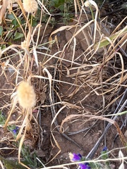 Trachylepis capensis