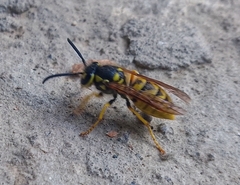 Vespula
