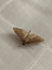 Herpetogramma licarsisalis