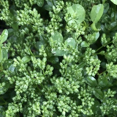 Polycarpon tetraphyllum