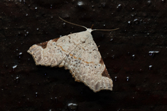 Prolophota trigonifera