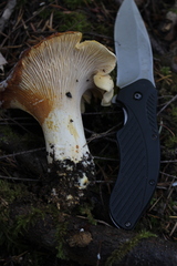 Cantharellus cascadensis