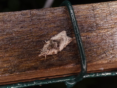 Isotenes miserana