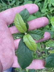 Gmelina leichhardtii