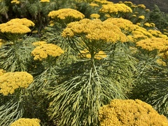 Hymenolepis