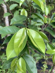Aquilaria