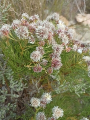 Serruria kraussii