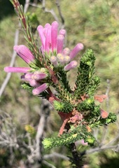 Erica verticillata