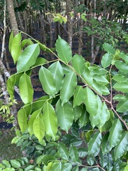 Aquilaria