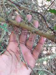 Pereskia aculeata