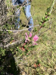 Erica verticillata