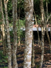 Aquilaria