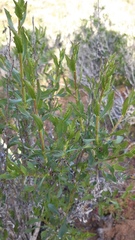 Flourensia thurifera