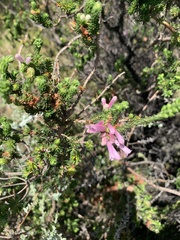 Erica verticillata