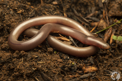 Afrotyphlops bibronii