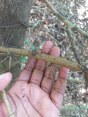 Pereskia aculeata