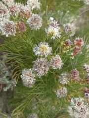 Serruria kraussii