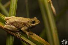 Hyperolius marmoratus