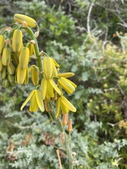 Albuca cooperi