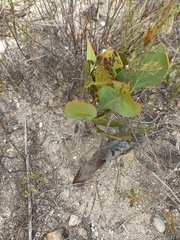 Protea acaulos
