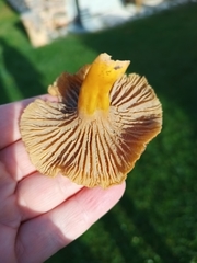 Craterellus tubaeformis